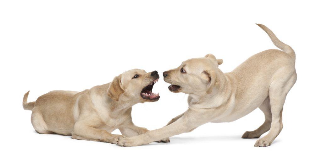 A Look at Inter dog Aggression
