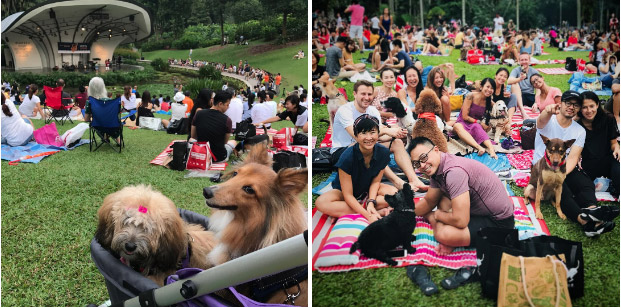 Jazz For Dogs 2019