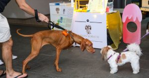 The Quay to a Pawsome Weekend The Quayside Pup Club