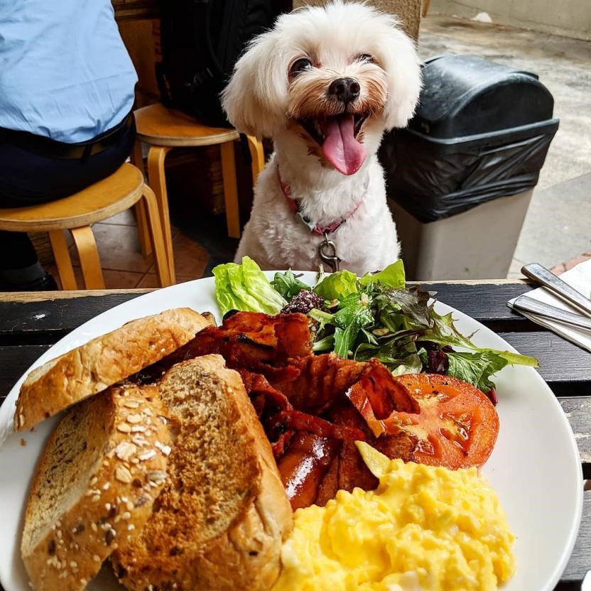 6 Pet-Friendly Cafes In Town 2019