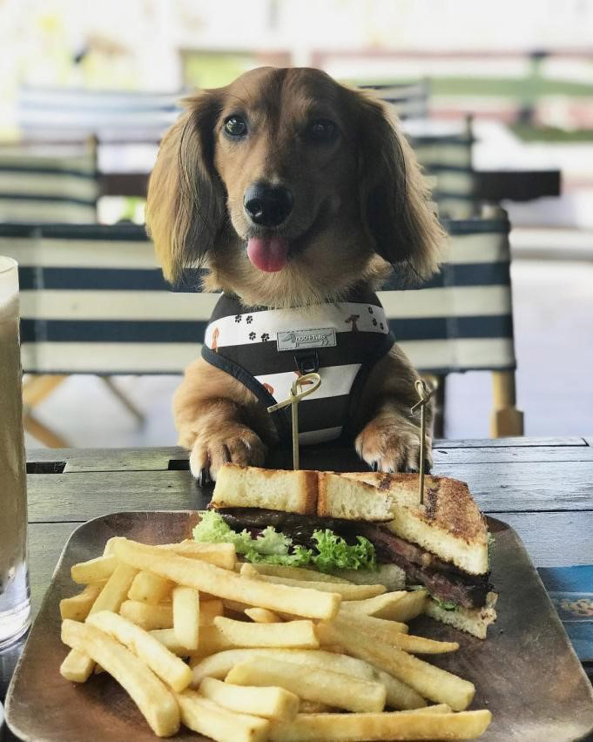 6 Pet-Friendly Cafes In Town 2024