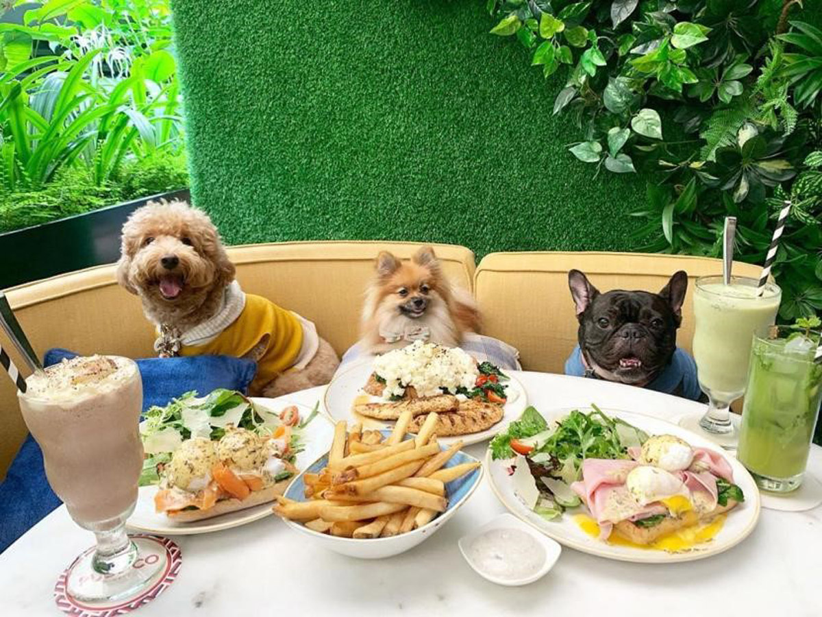 6 Pet-Friendly Cafes In Town 2024