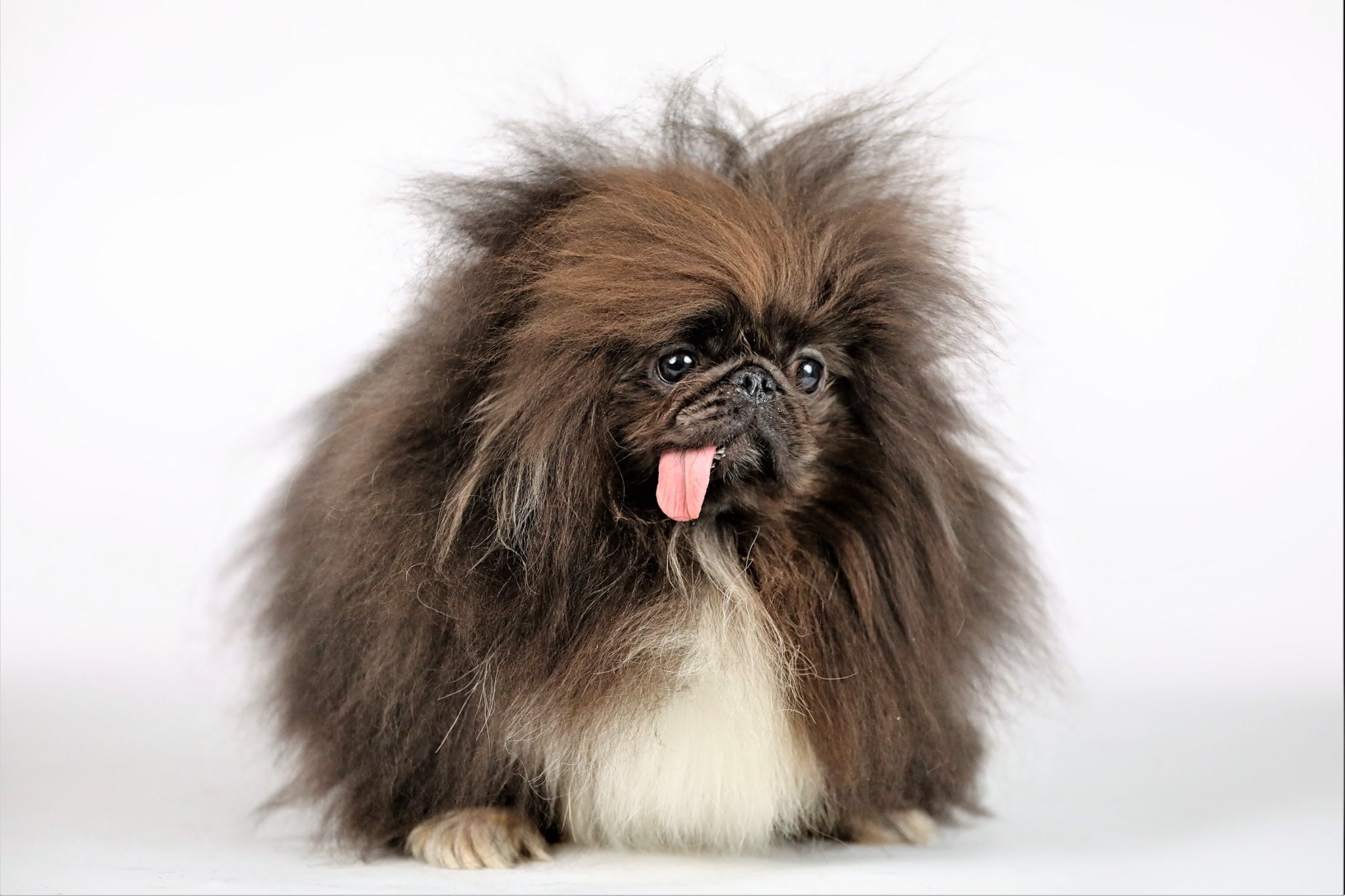 World’s Ugliest Dog 2019: The Beauty Contest You Didn’t Know We Needed