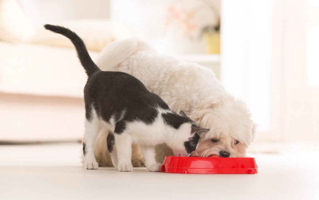 Pet Food Myths, Busted!