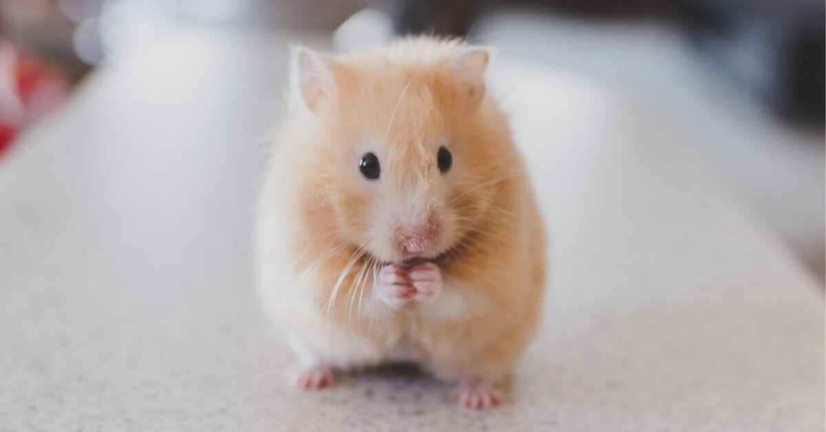 5 Of The Most Common Hamster Illnesses and Diseases