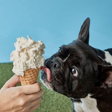 Ice Cream for Dogs Yay or Nay
