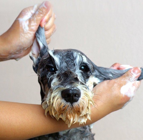 A-Complete-Guide-to-Pet-Grooming-at-Home
