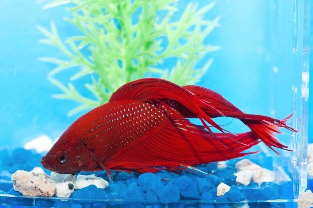4 Common Diseases in Aquarium Fishes to Look Out For