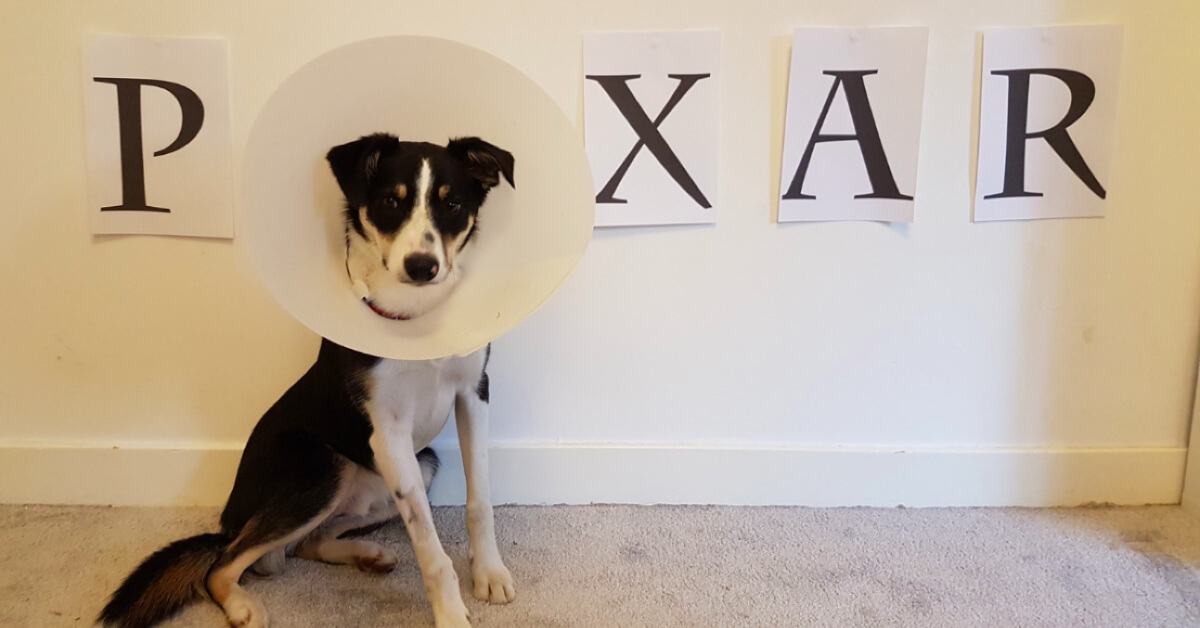 4 Creative Pet Cones of Shame Ideas