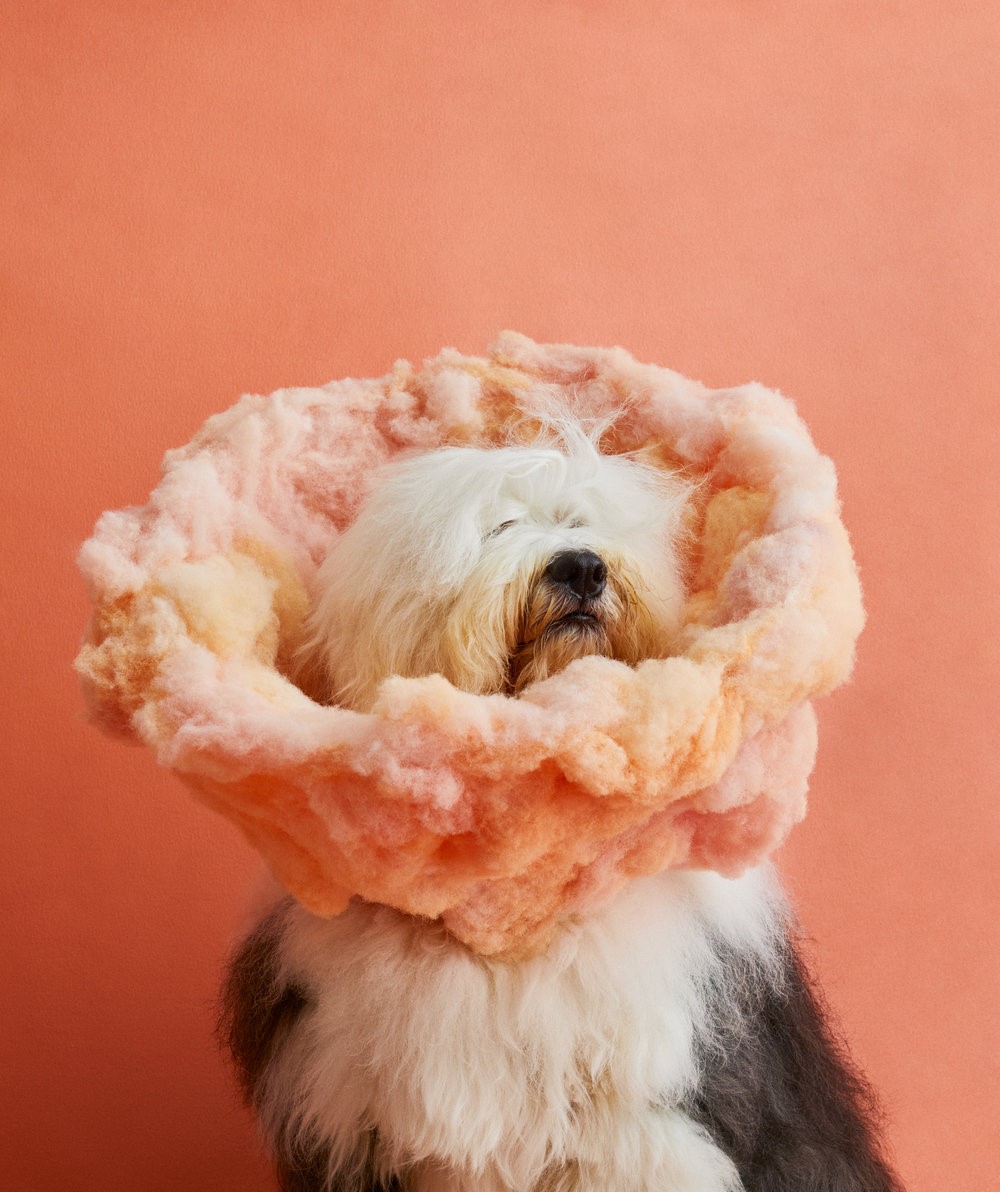  4 Creative Pet Cones of Shame Ideas