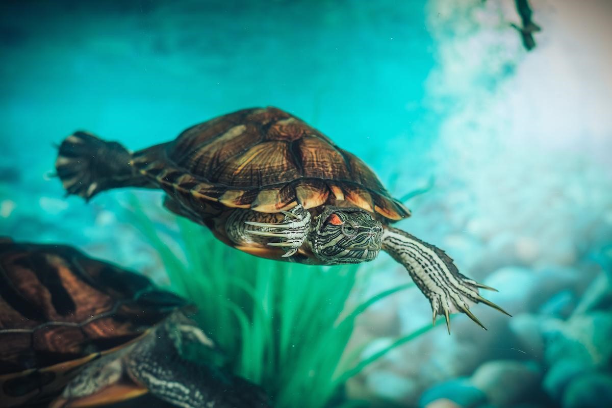 4 Most Common Myths About Turtles, Busted