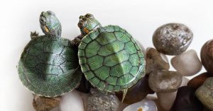 4 Most Common Myths About Turtles, Busted