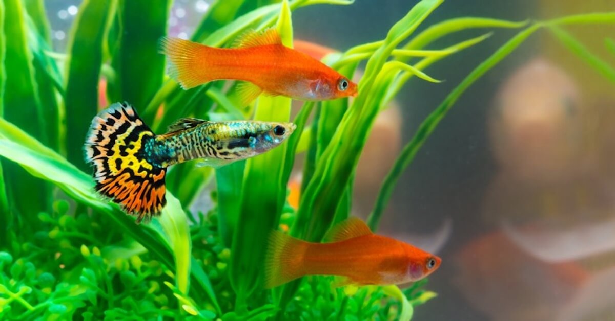 4 Signs Your Pet Fish May Be Stressed 
