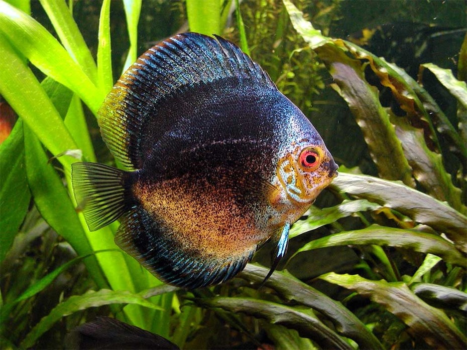 4 Signs Your Pet Fish May Be Stressed