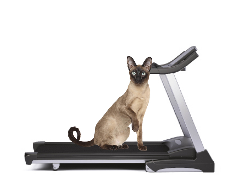 5 WAYS TO GET YOUR CAT IN SHAPE