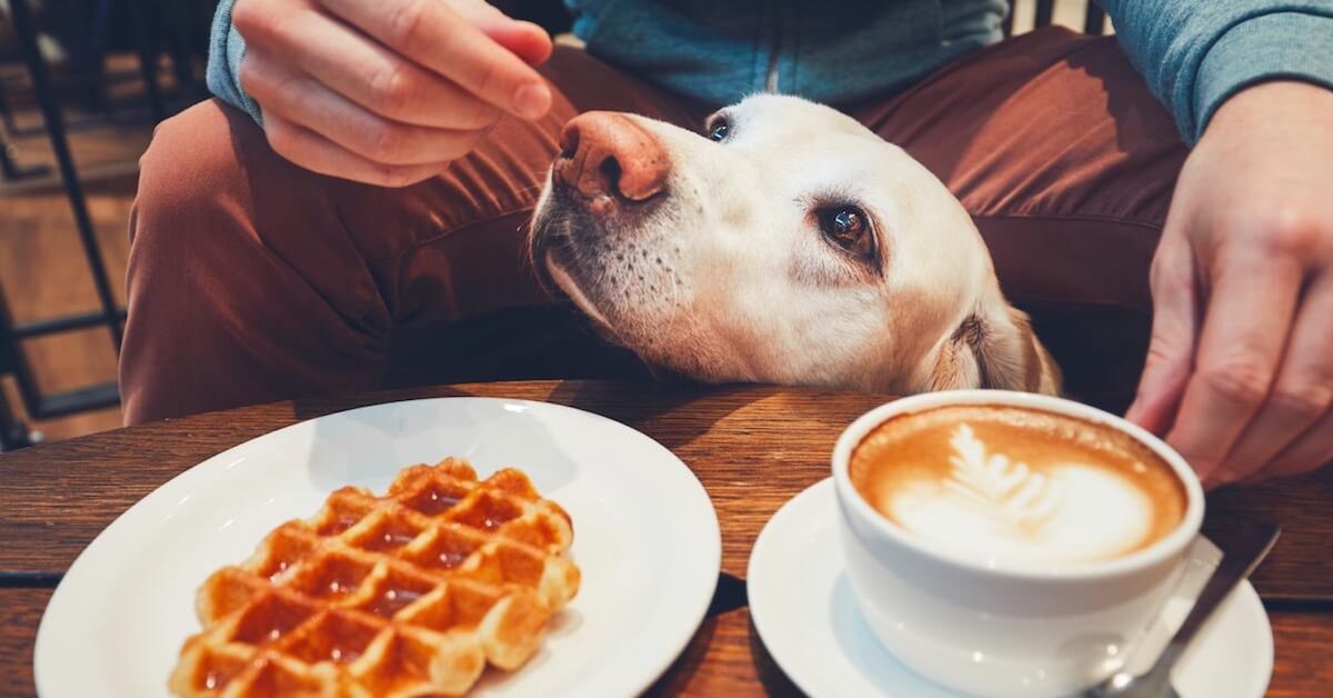 5 Common Foods That Are Toxic For Your Dog’s Health