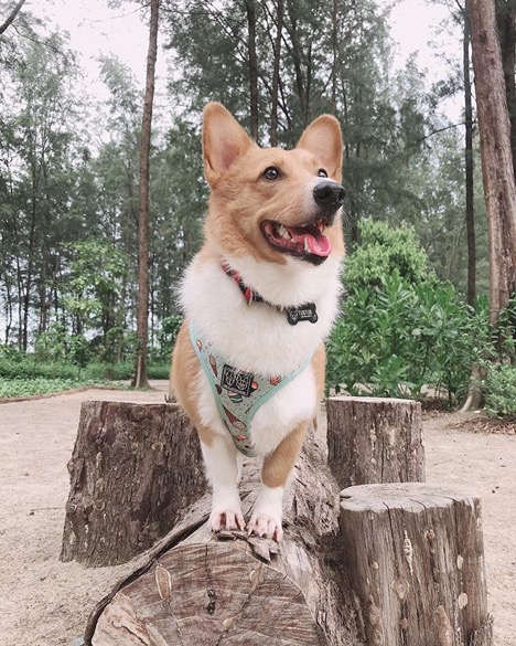 5 Dog-Friendly Hikes in Singapore for You and Your Pup