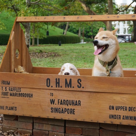 5 Dog-Friendly Hikes in Singapore for You and Your Pup