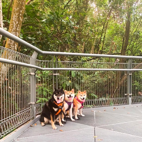 5 Dog-Friendly Hikes in Singapore for You and Your Pup