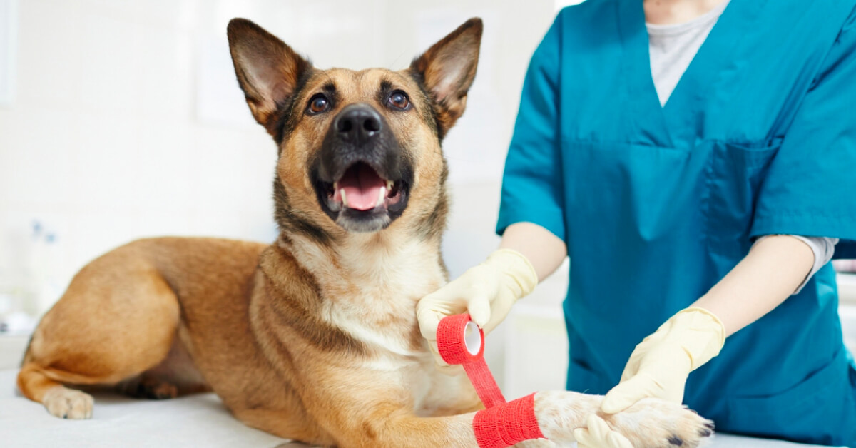 5 Essential First-Aid Tips for Pet Owners