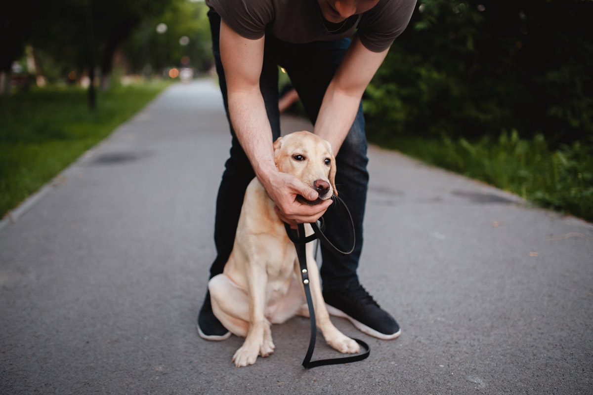 5 Essential First-Aid Tips for Pet Owners