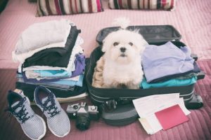 5 Tips for the Best Pet-Boarding Experience