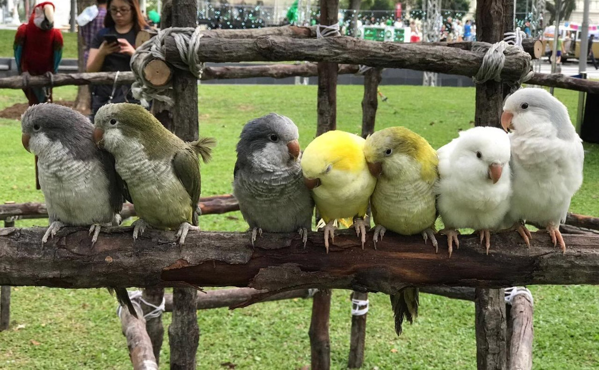 6 Highlights You Missed at NParks’ Inaugural Pets’ Day Out Event