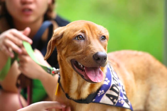 6 Local Dog Shelters to Adopt A Furkid From