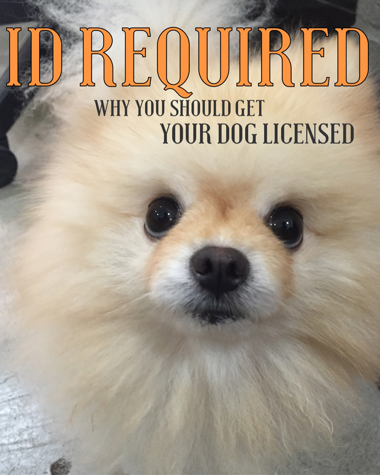 Four reasons you should get your dog licensed