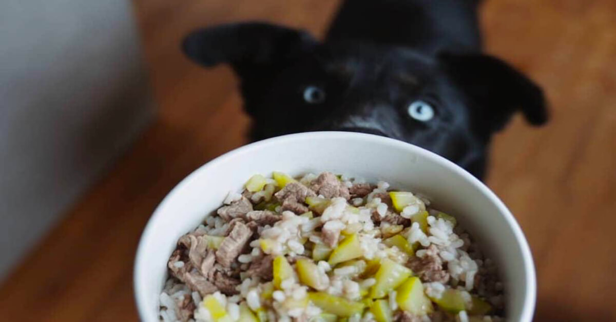 What Should I Feed My Dog? Different Dog Food Diets And Their Benefits
