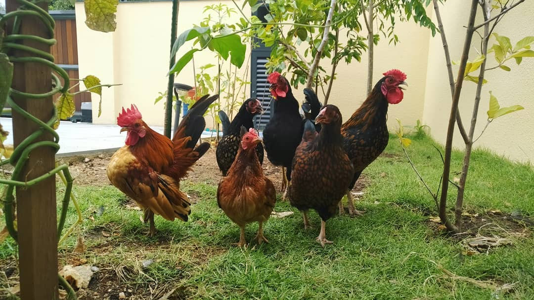 All You Need to Know About Rearing Chicken in Singapore