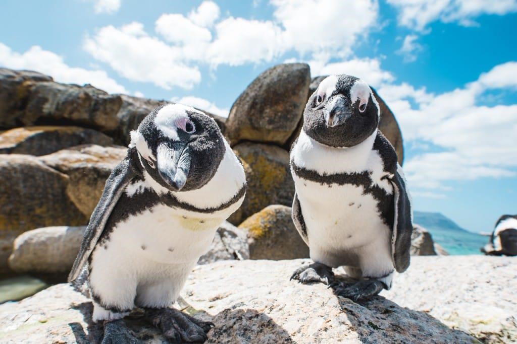 Animal Adventures: 5 Must-Visit Islands for Animal Lovers