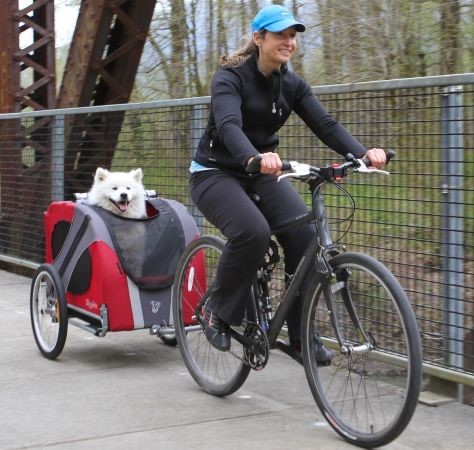 Bike Buddies: A Guide To Cycling With Pets