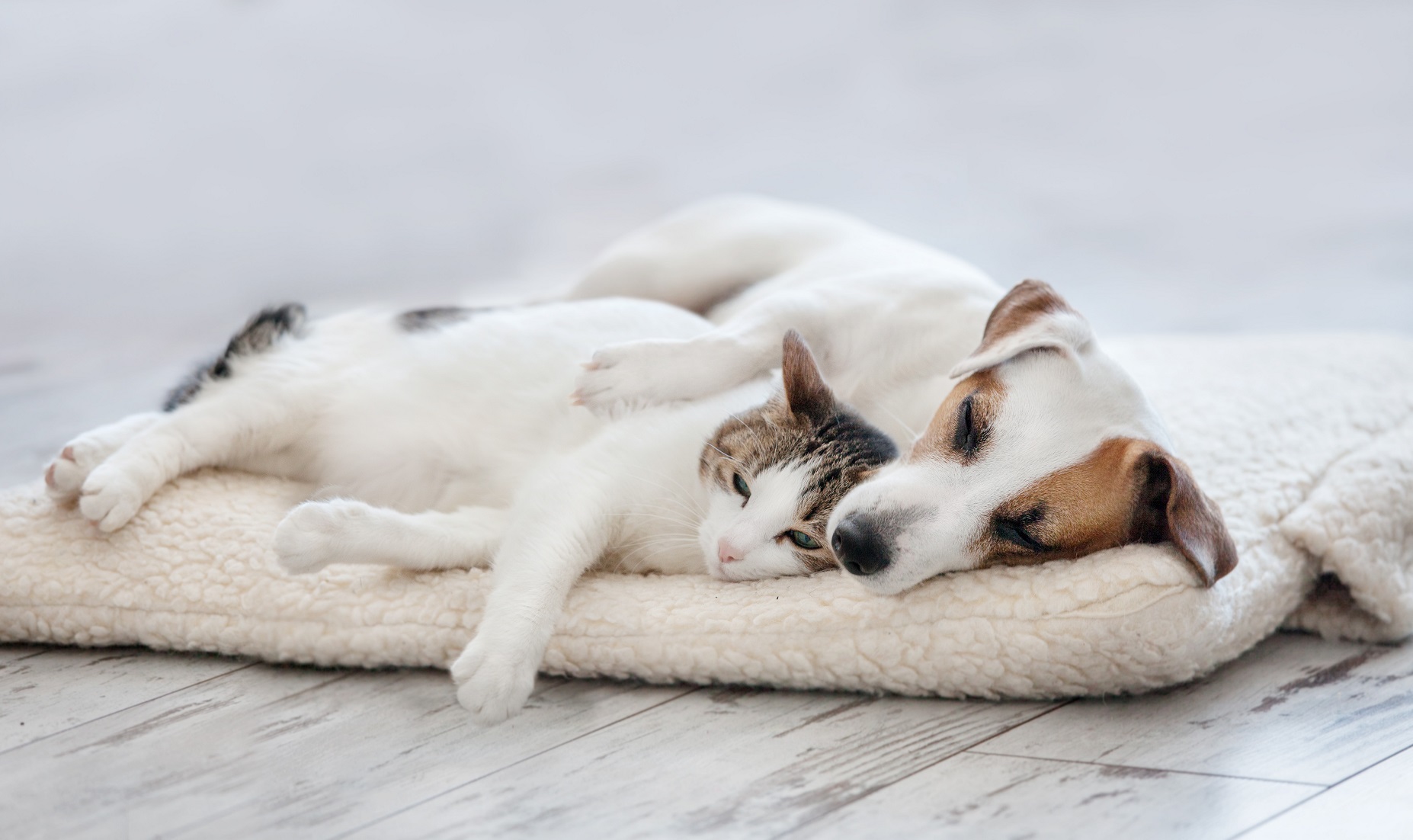 Does Your Pet Really Need Its Own Bed?