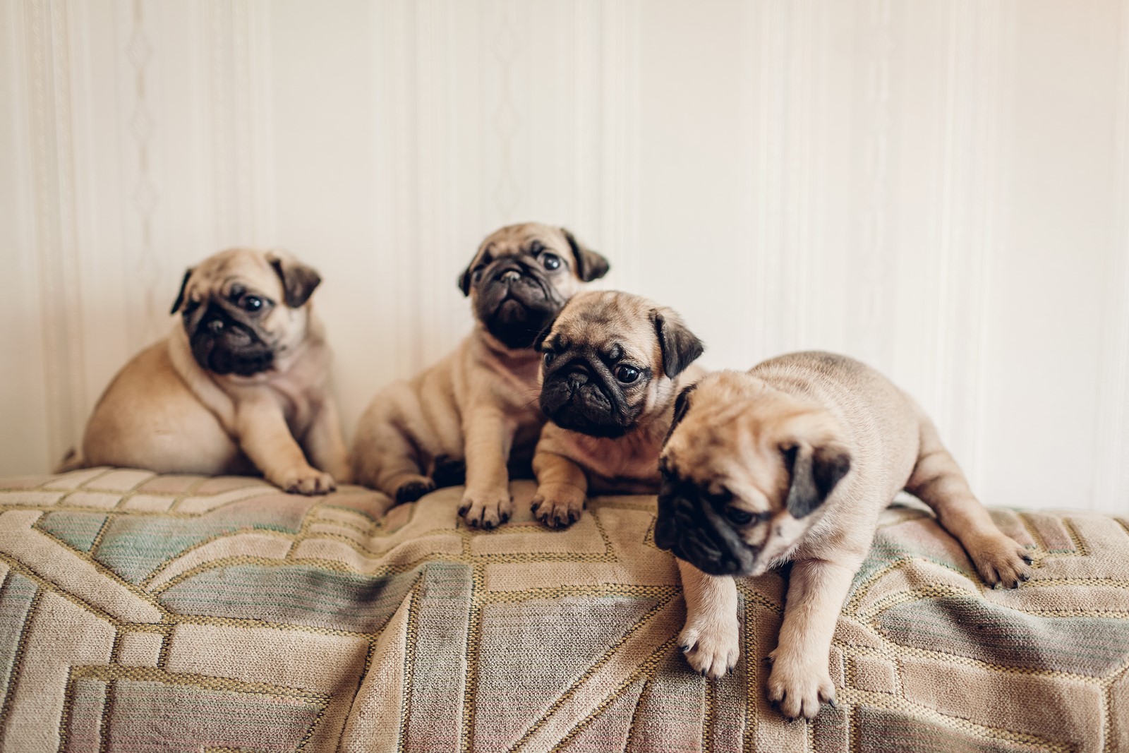 Dog Breeds 101: Things a Brachycephalic Breed Owner Needs to Know
