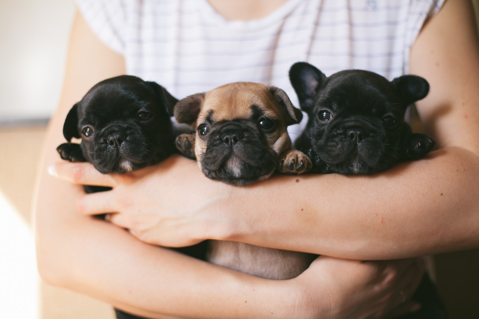 Dog Breeds 101: Things a Brachycephalic Breed Owner Needs to Know