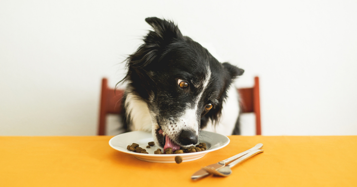 Eating Right: Pet Food Labels Explained