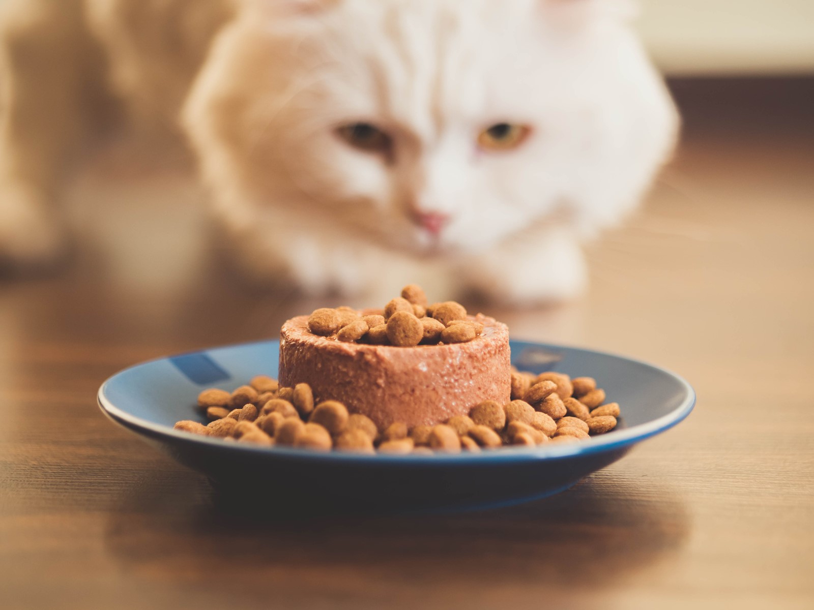 Feeding Your Feline: 6 Must-Have and To-Avoid Ingredients to Look Out For