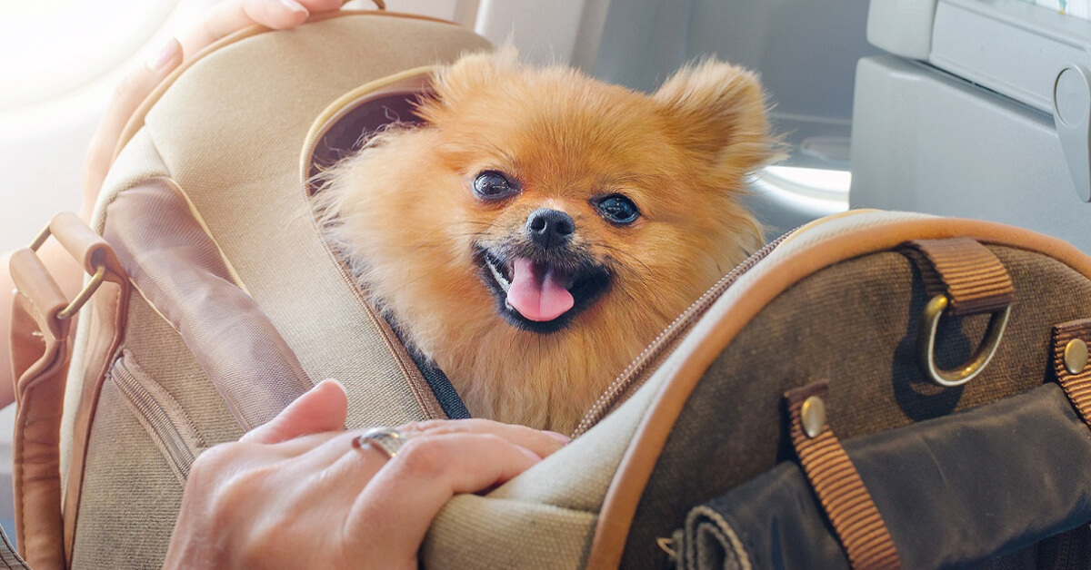 Flying With Pets: What To Know Before You Take Off