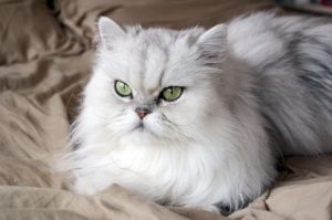 Friendly Felines: 5 Affectionate Cat Breeds