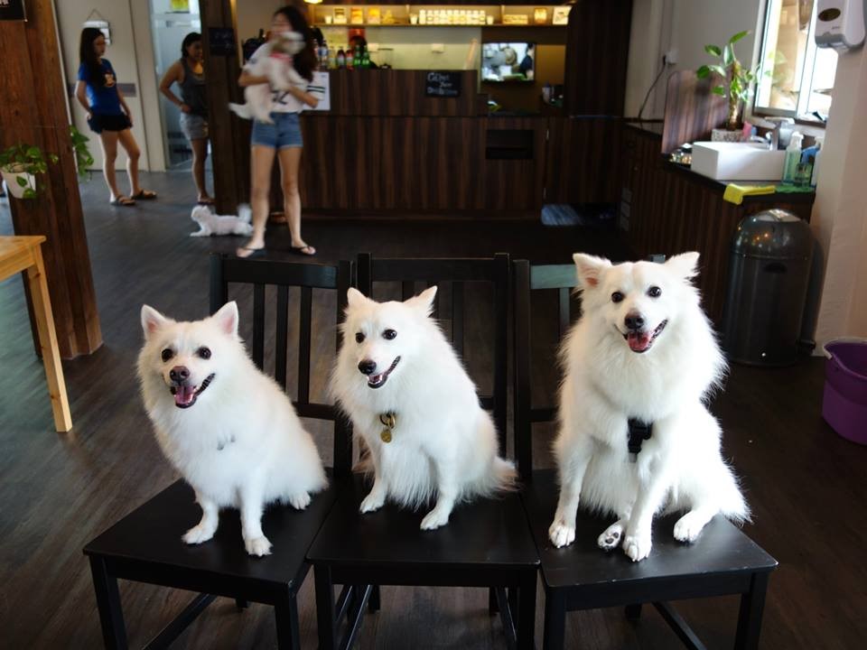 Furry Fun: 9 Cat, Dog and Pet-Friendly Cafes In Singapore