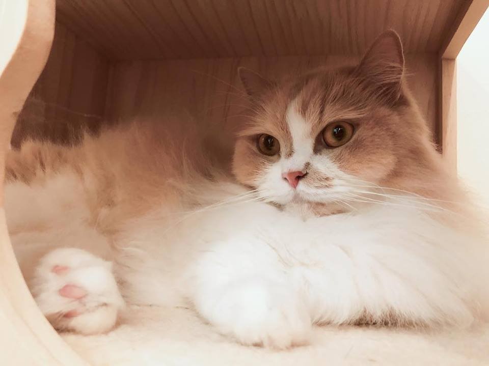 Meomi Cat Cafe - Chill Pet Cafe In Bugis With Fluffy Ragdolls