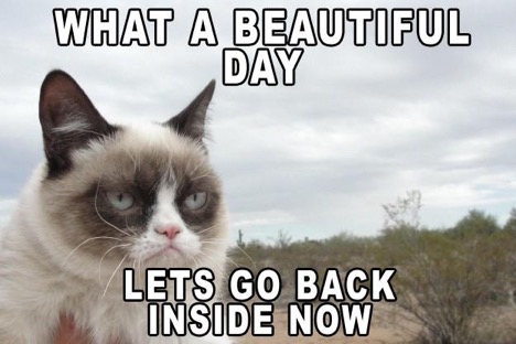 Grumpy Cat: World Bids Farewell To Meme Sensation