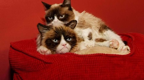 Goodbye Grumpy Cat: The Internet’s Most Beloved Feline Has Passed On