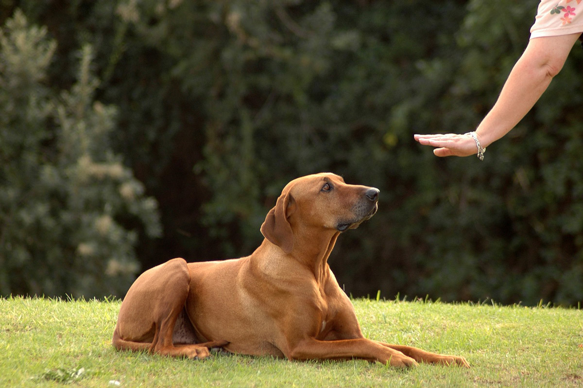 Life-Saving Commands That Your Dog Needs to Learn