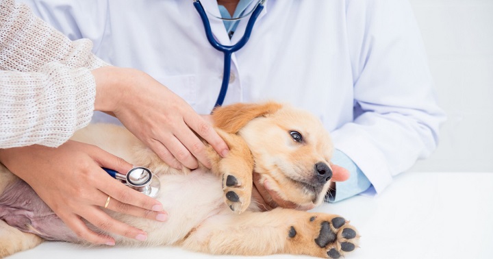 My Paw Pal, PetCare & More: A Guide to Purchasing Pet Insurance in Singapore