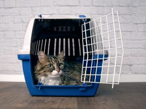 Ready to Hit the Road? Jet Set and Go With the Perfect Pet Carrier