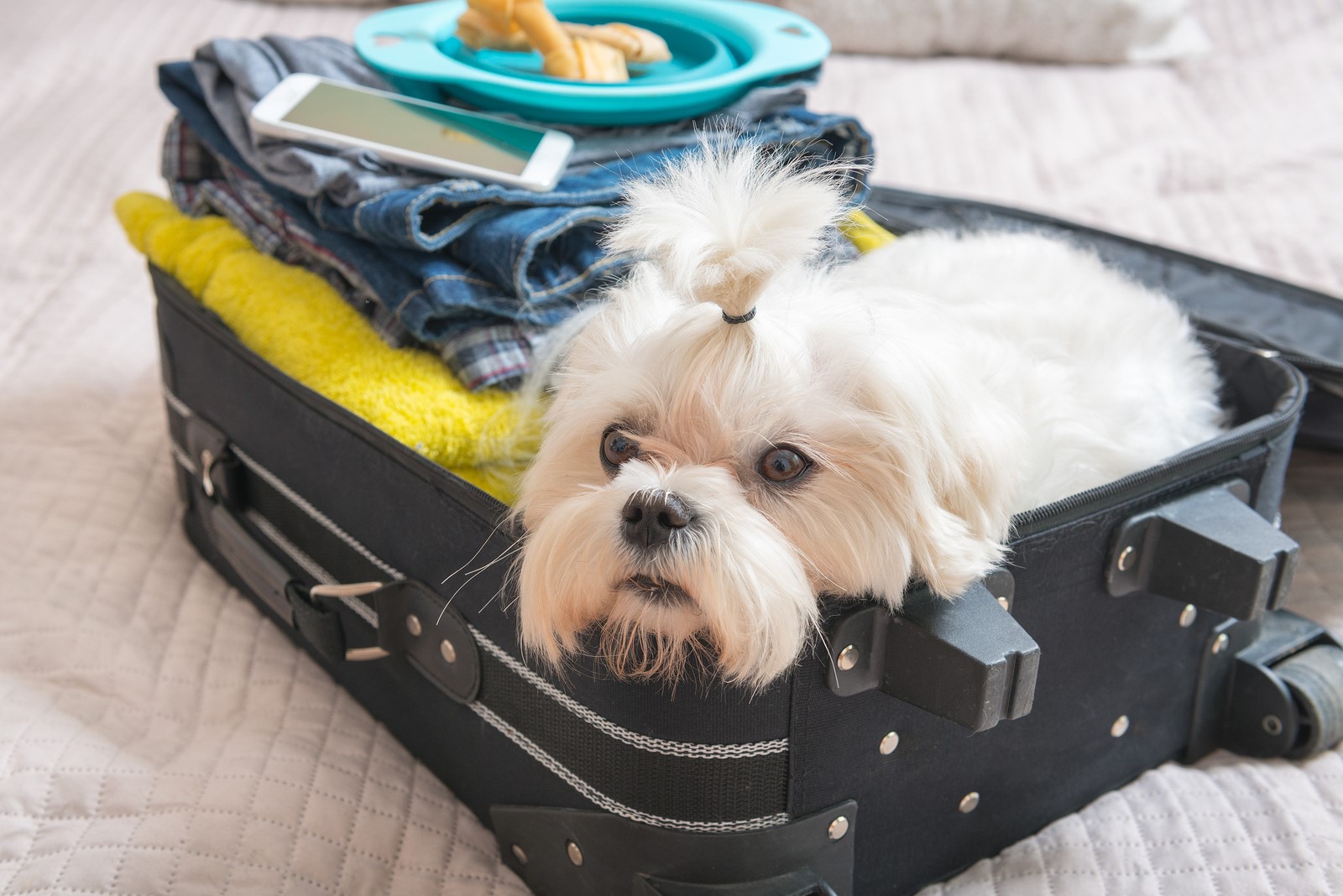 Ready to Hit the Road? Jet Set and Go With the Perfect Pet Carrier 