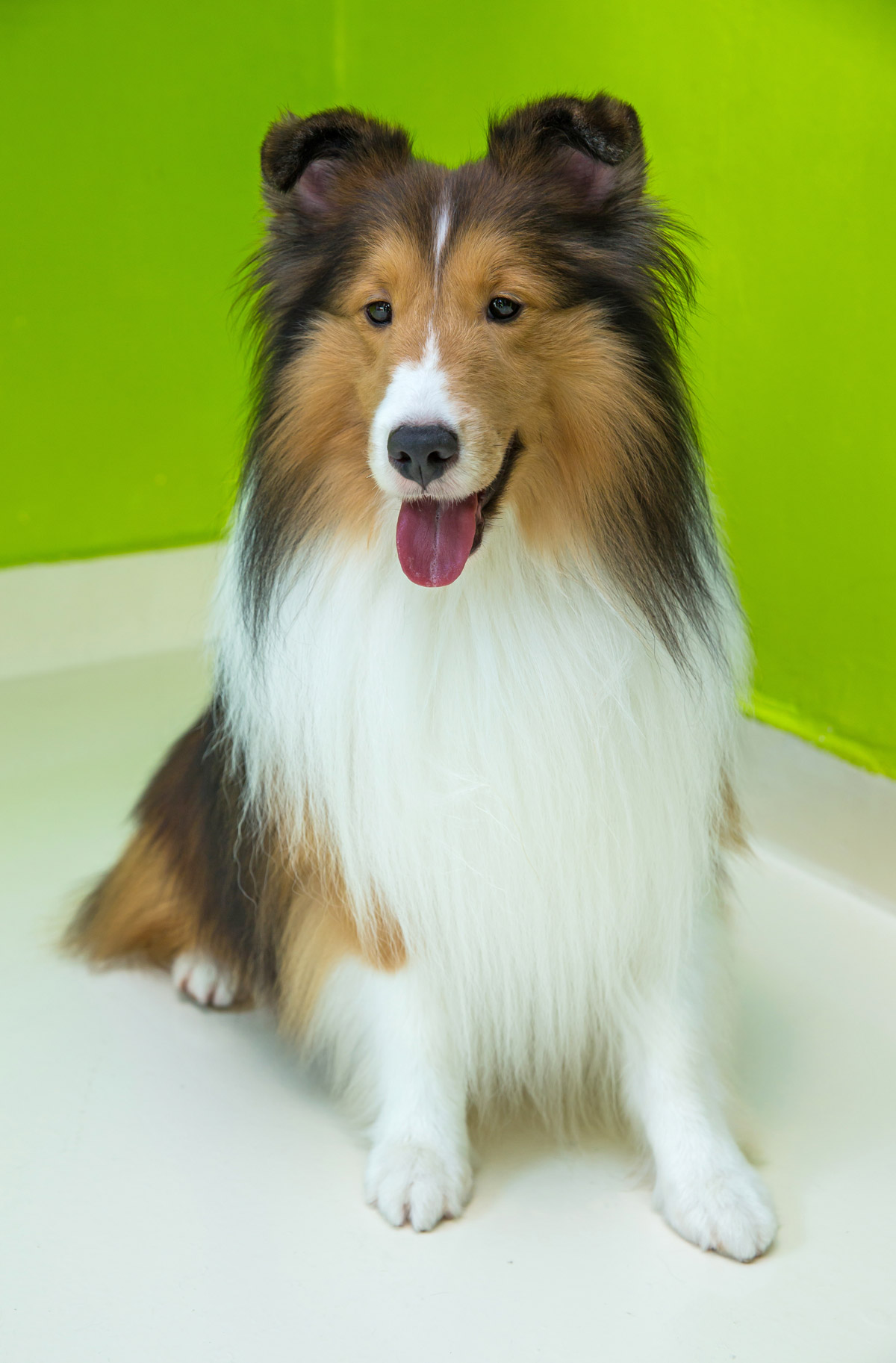 All About Shelties