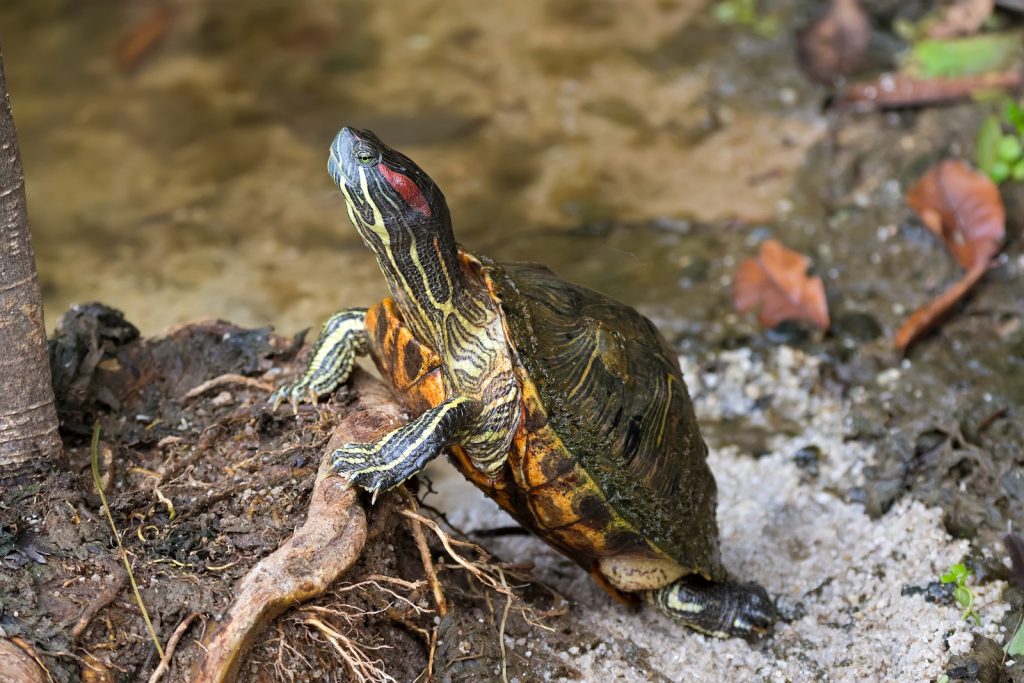Terrapin Things: A Guide to Terrapin Care